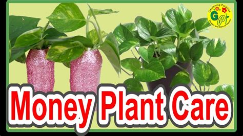 money plant 777|How to Grow and Care for a Money Tree Plant .
